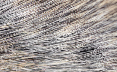 Close-up hair on a mouse as background.