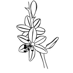  illustration of an asphodel flower for a logo, avatar, icon or background