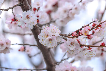 White flowers on an apricot tree in spring.