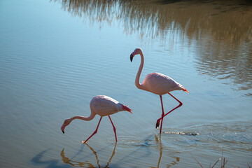 Two flamingos in a pool searching for food in Camargue, southern France.