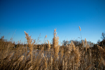 Golden field under blue sky in Camargue, southern France.