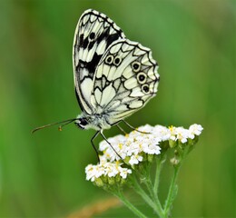 butterfly on a flower