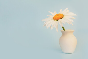 daisy flower in a white jug on a blue background with a copy space close-up
