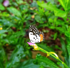 butterfly on a flower