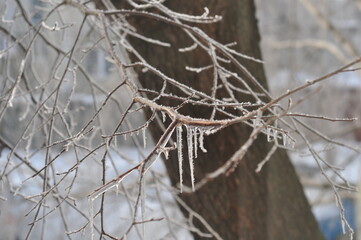 icicles on a tree branch