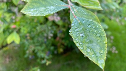 雫の付いたブルーベリーの葉と未成熟の薄緑色の果実