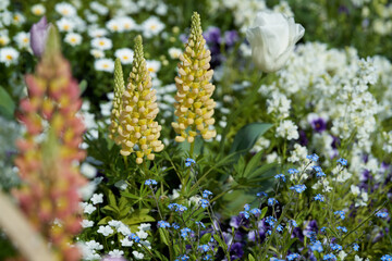 Beautifully blooming flowers such as lupines and forget-me-nots in the garden