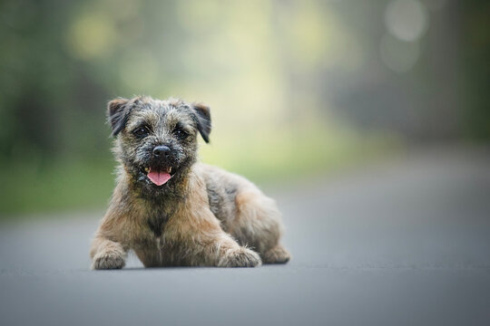 Smilling border terrier dog 