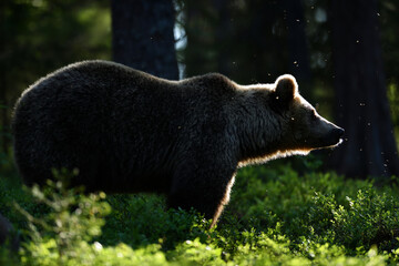 Brown bear in forest, contra light