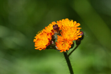 Eine orangefarbene Blume, mit mehreren Blüten auf einem Pflanzenstiel