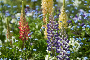 Beautifully blooming flowers such as lupines and forget-me-nots in the garden