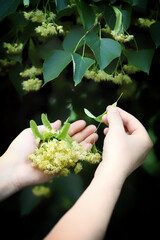 Hands pick the linden from the tree. Linden flowers in hands. Harvesting from a linden tree.