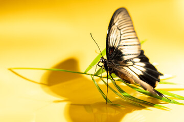 Large tropical butterfly Papilio lowi on green sheet of shading, Yellow background
