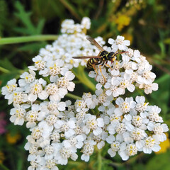 Close up Vespula germanica - European wasp, German wasp or German yellowjacket - which landed on a...