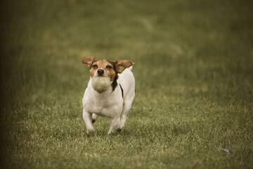Russell Terrier fetching in the garden