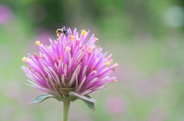 The close-up of pink-violet flower which the bee in stay on top