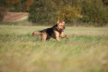 beautiful shepherd mixed dog is running on a field in the beautiful nature