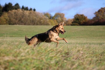 beautiful shepherd mixed dog is running on a field in the beautiful nature