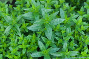 mint leaves in the garden © eugen