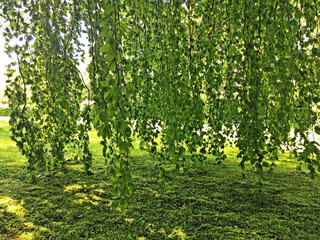 Treetops in the Park at Feldli Cemetery in Saint Gallen (Baumkronen im Park auf dem Friedhof Feldli in Sankt Gallen), St. Gallen - Switzerland (Schweiz)