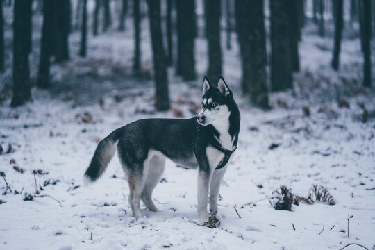 Beautiful dog in winter forest
