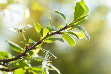 Nature of green leaf in garden at spring. Natural green leaves plants using as spring background cover page greenery environment ecology wallpaper