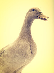 duck portrait on yellow background in retro style