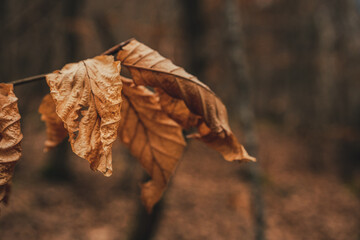 Feuille morte