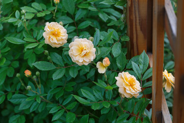 Several rose flowers next to a wooden fence