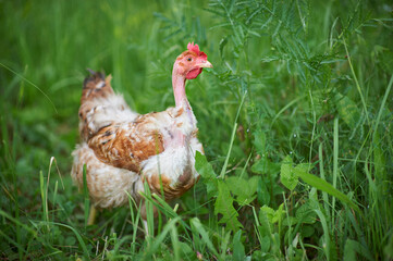 Colored hen with a bare neck stands in green grass.