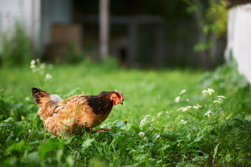 A mongrel red hen walks in the poultry yard