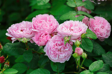 A beautiful bunch of fluffy pink roses