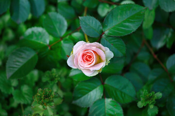 A tight red-pink rose flower