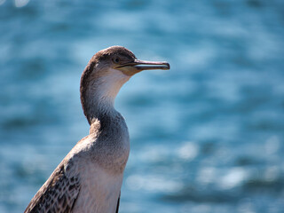 Joven ejemplar de cormorán moñudo (Phalacrocorax aristotelis)