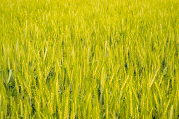 Texture of ripening ears of wheat close-up.Good harvest of cereals. Harvest year. Background, wallpaper, cover.