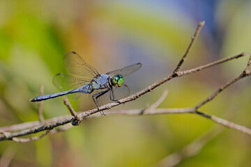 Dragonfly resting on a fragile blade.