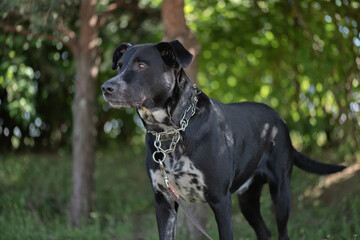 A large angry black dog on a chain near a tree.