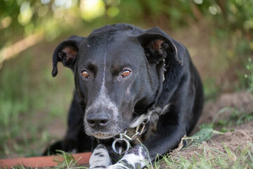 A large angry black dog on a chain near a tree.