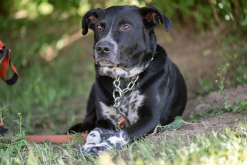 A large angry black dog on a chain near a tree.