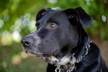 A large angry black dog on a chain near a tree.