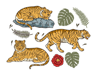 Cartoon bengal tiger animal vector jungle tropical set. Wildlife cat drawing illustration. Chinese new year clipart wild nature collection.