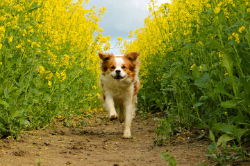 beautiful brown and white krom dog is running in a track of a yellow rape seed field