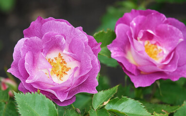 Rose queen of flowers