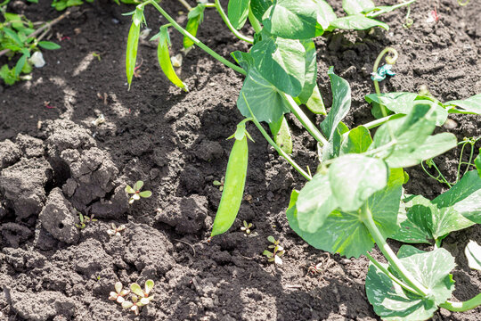 Green Pea. Green Bush Of Green Peas With Stems Close-up.