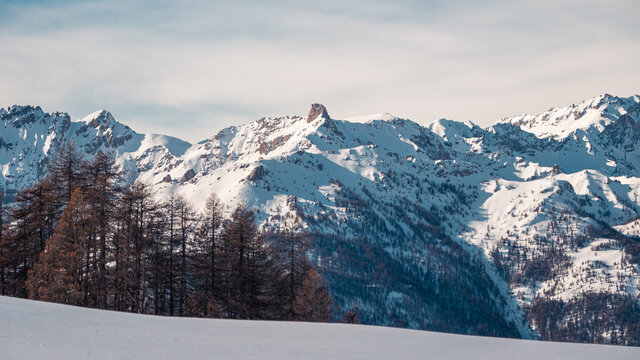 Dent du ratier