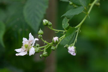 Blackberry flowering (Columbia Star variety)