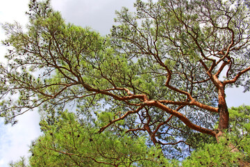 Twisted tree
