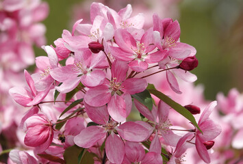 Blooming Apple tree