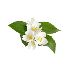 Jasmine white flower isolated on white background