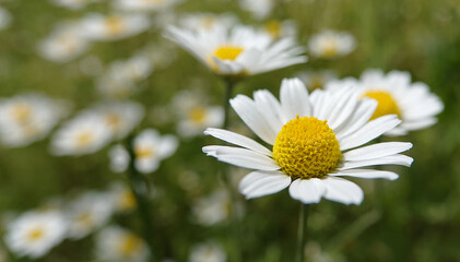 Chamomile flowers in the field